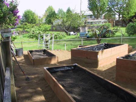 Filling the new raised beds