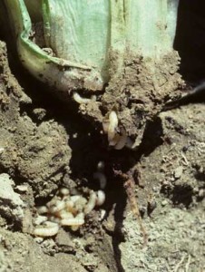 The Cabbage Root Maggot