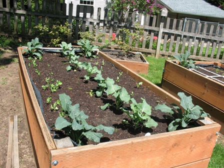 Kale, Snap Peas, Broccoli and Kohlrabi all in the same raised Bed